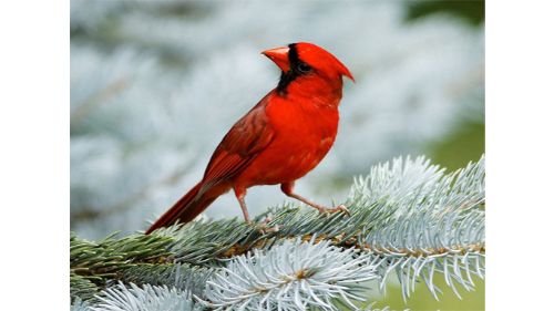 BIRDS PUZZLE online games