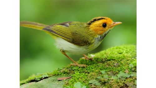 BIRDS SLIDE online games