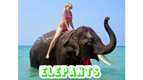 ELEPHANTS PUZZLE online