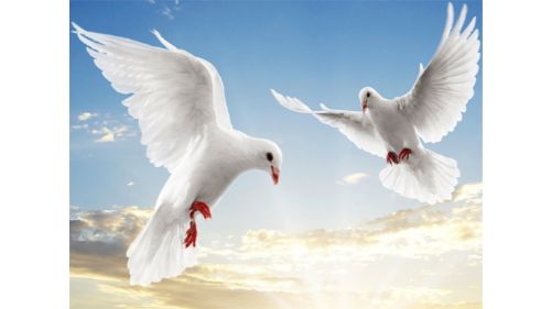 FLYING BIRDS SLIDE online