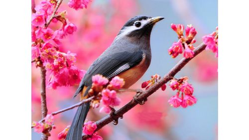 LOVABLE BIRDS PUZZLE online