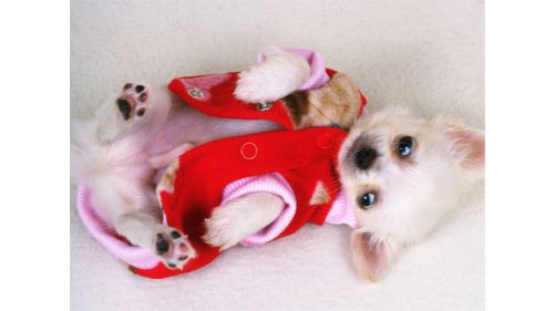LOVELY PUPPY SLIDE online