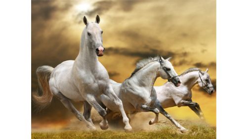 RUNNING HORSE SLIDE online games